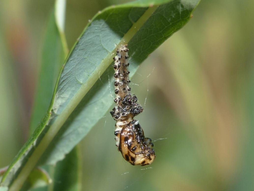 Chrysomela vigintipunctata